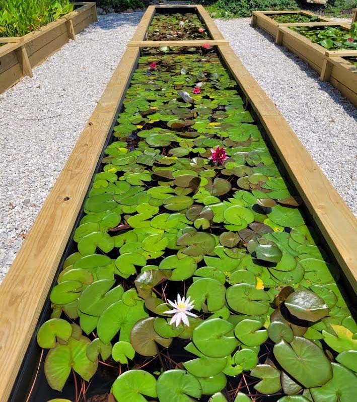 Aquatic Plants - Swan’s Water Gardens