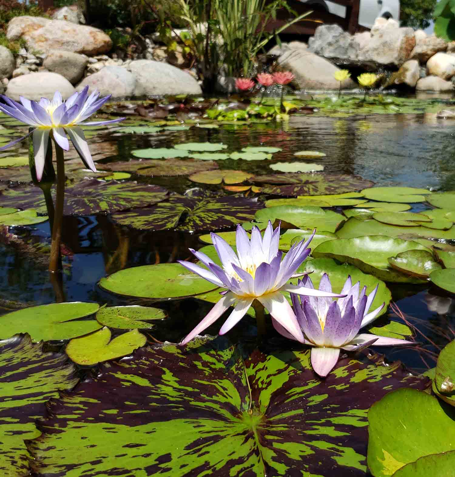 Pond Maintenance - Swan’s Water Gardens