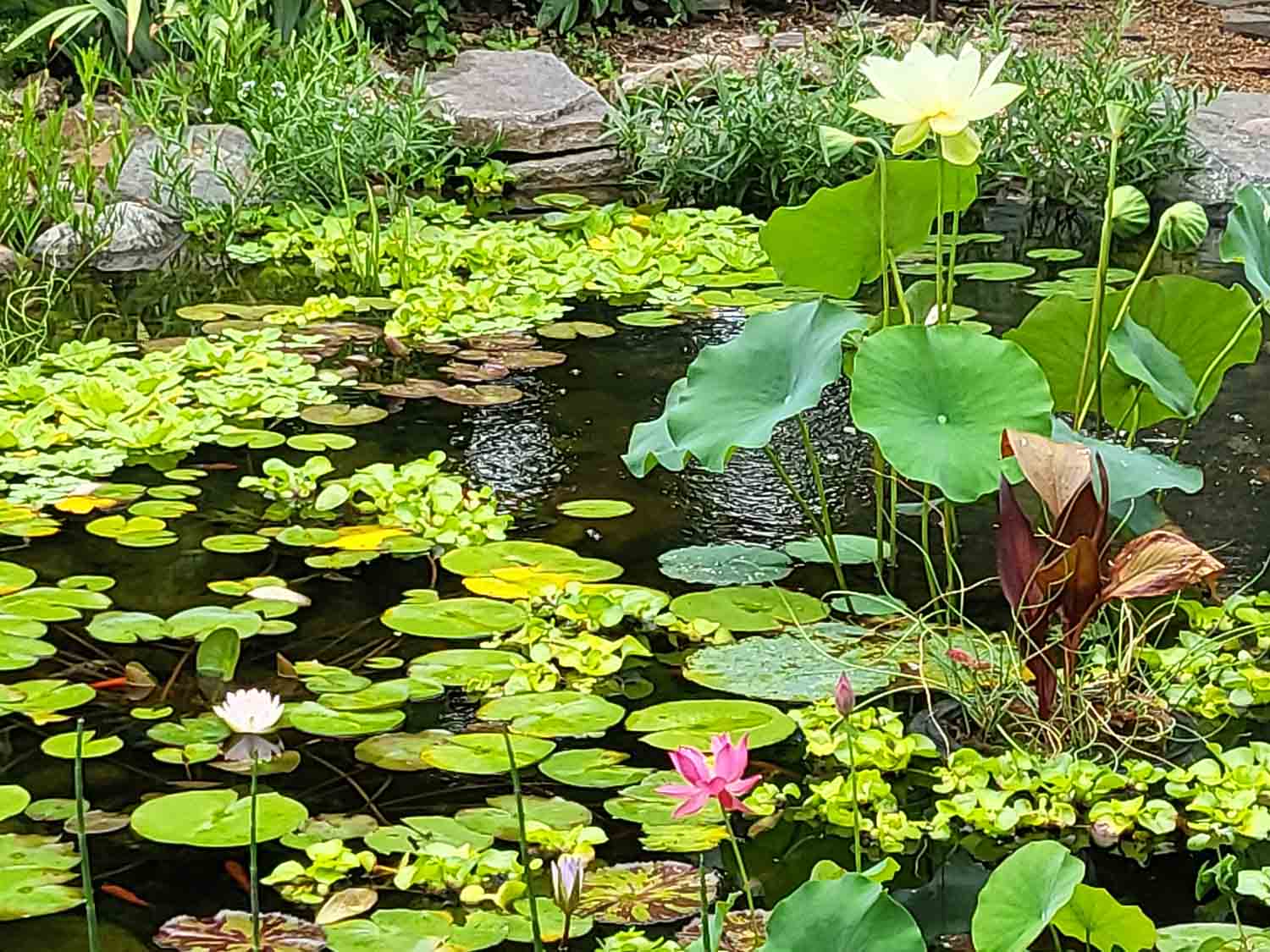 Pond Services - Swan Water Gardens 