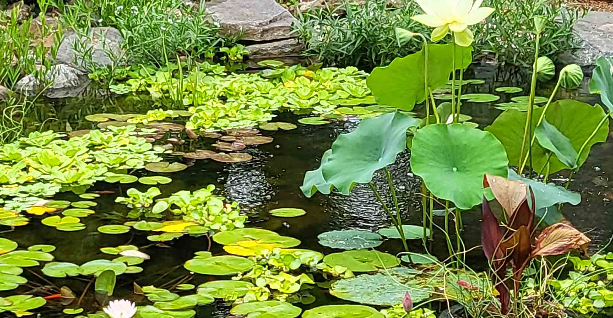 Ponds & Water Garden - Swan Water Gardens 