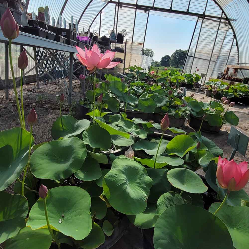 Garden Center - Swan’s Water Gardens