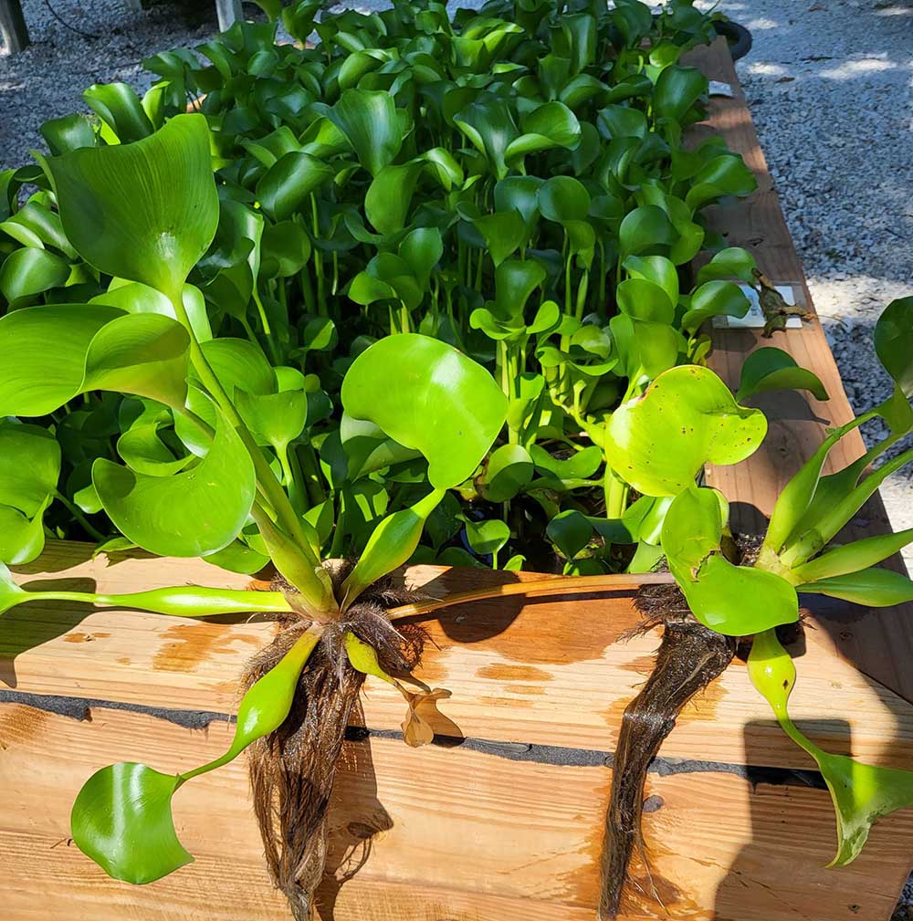 Aquatic Plants - Swan’s Water Gardens