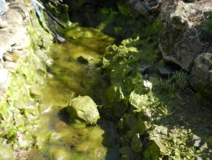 Pond Maintenance - Swan Water Gardens 