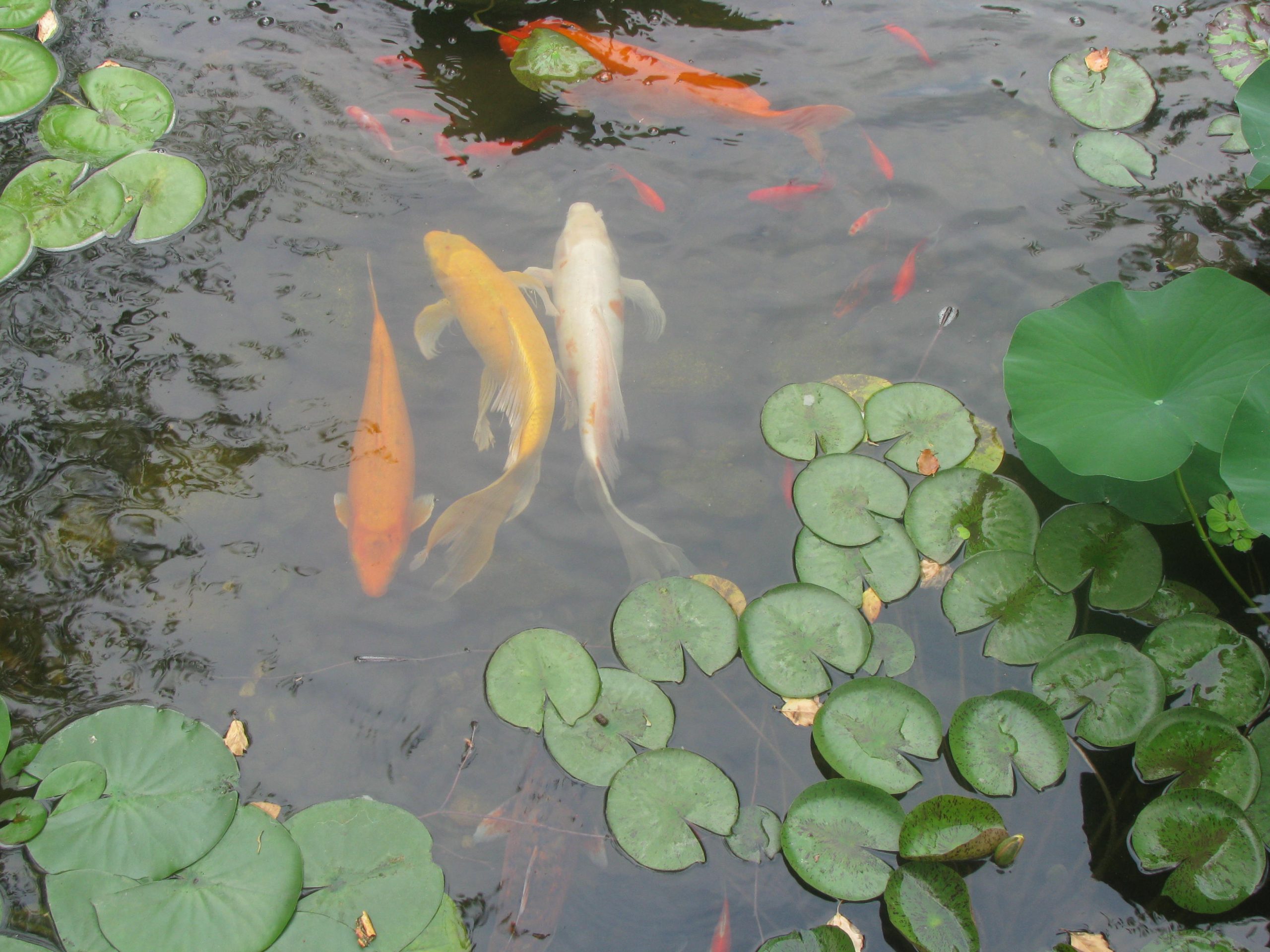 Fish Retail - Swan’s Water Gardens