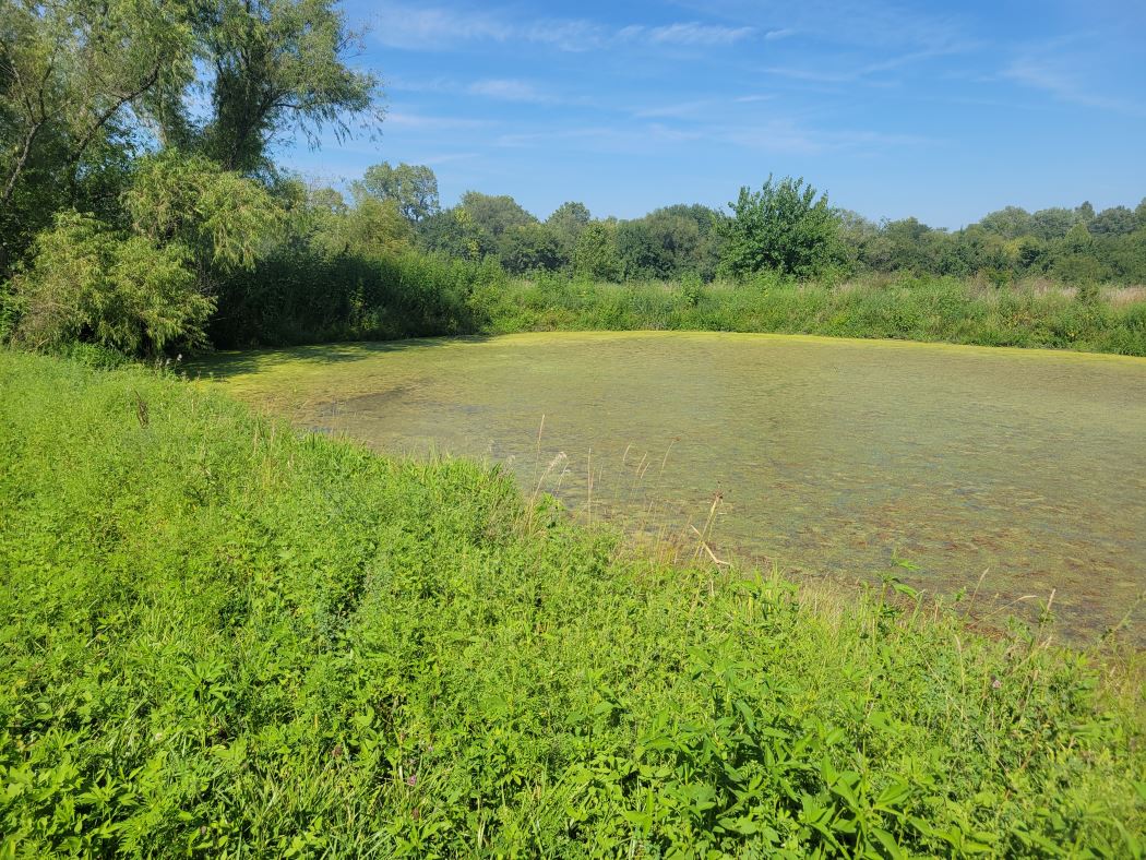 Lake Treatment Services - Swan’s Water Gardens