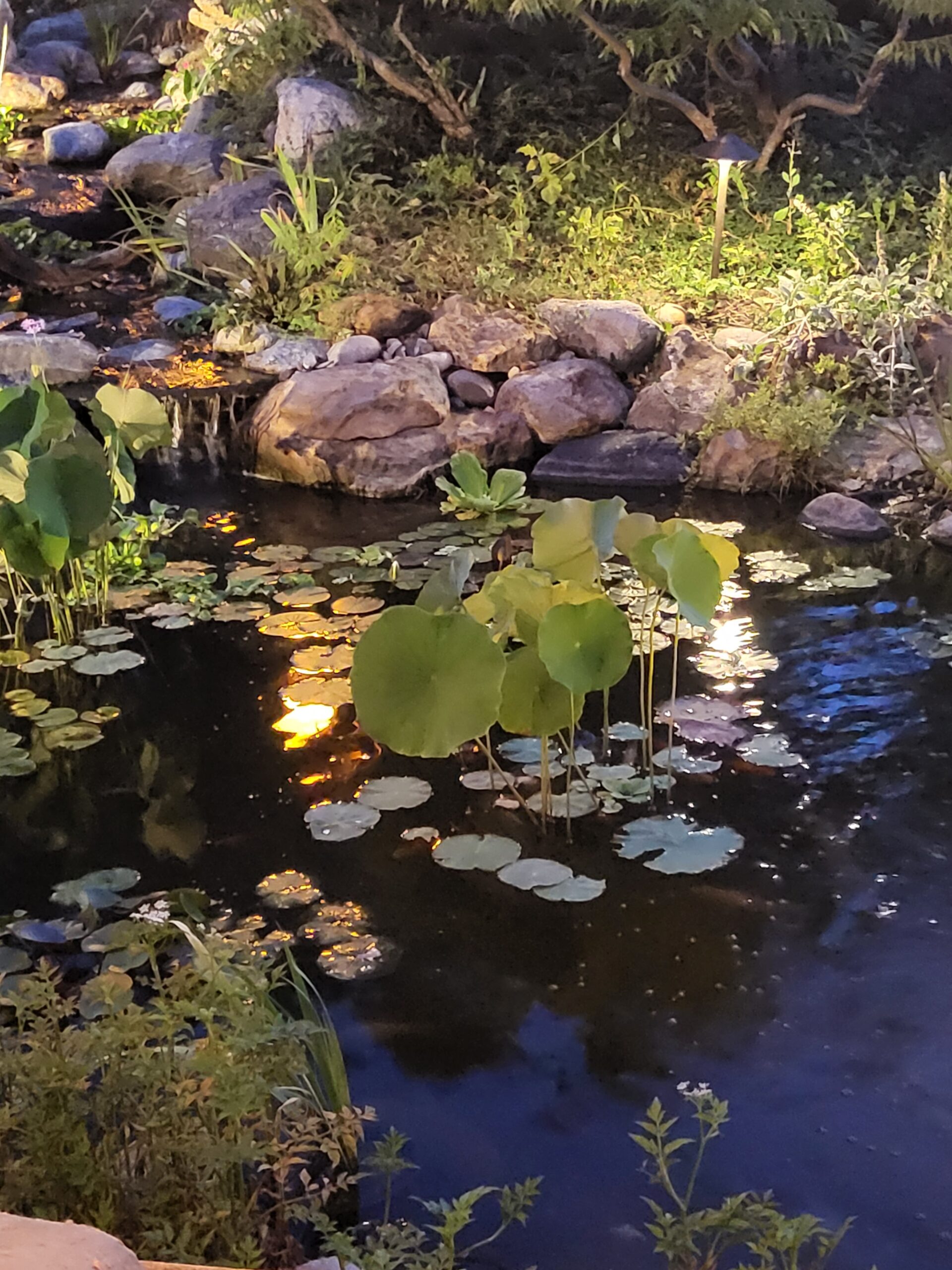 Outdoor Lighting - Swan Water Gardens 