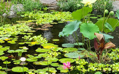 Keys to Stealing Nutrients Away From Algae