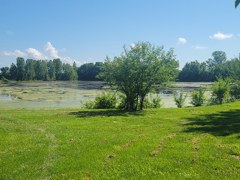 Swan’s Water Gardens - Lake Management Services