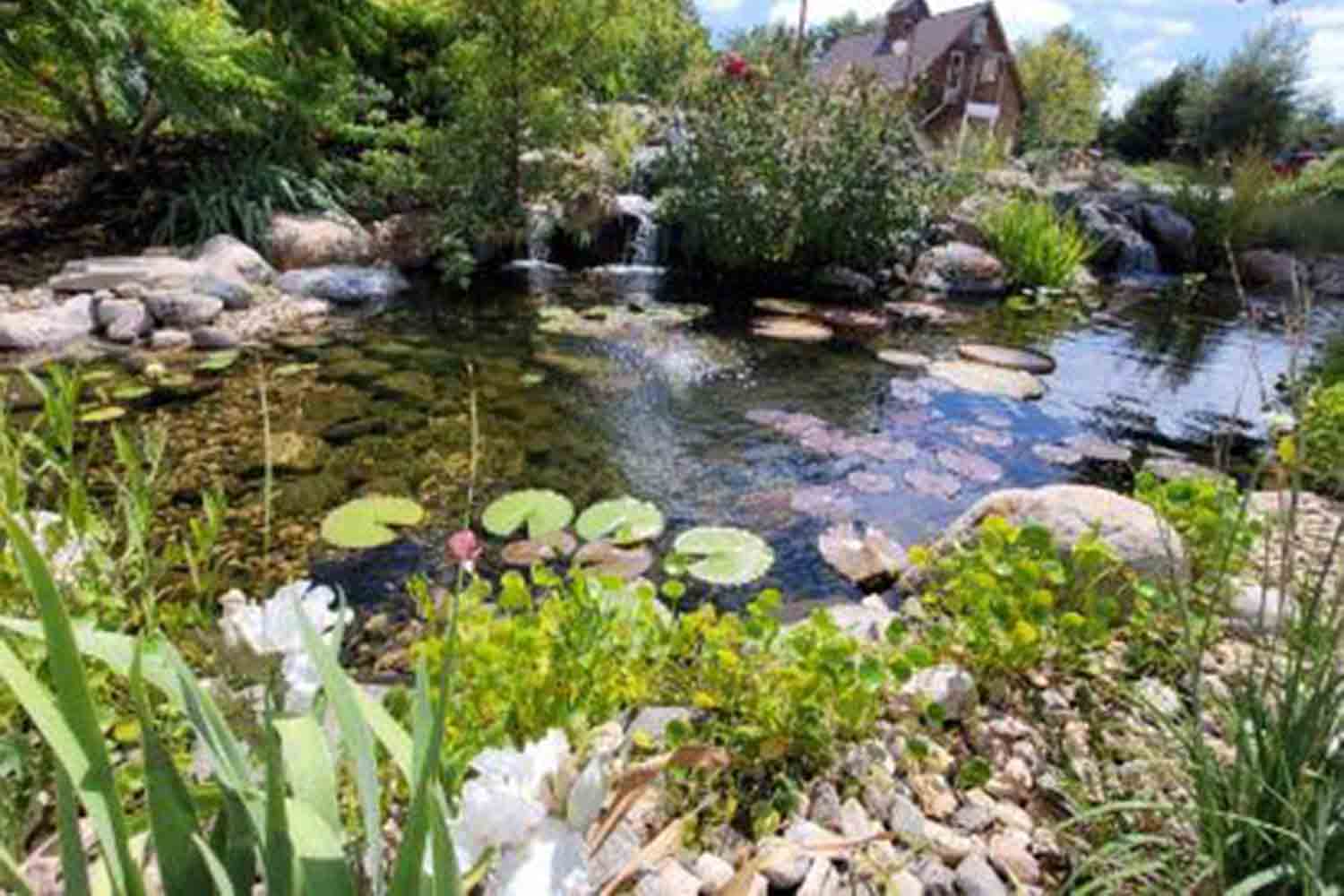 Koi Ponds - Swan Water Gardens 