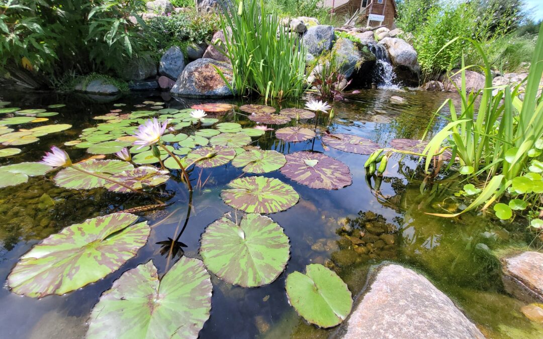 What’s The Deal With Tropical Water Lilies?