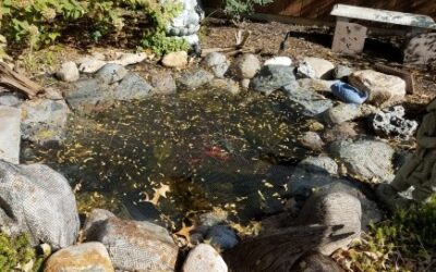 Transitioning Your Pond for Fall and Winter